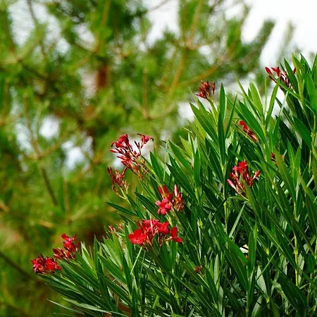 アパート Ozgida Vendeghaz エゲルサローク